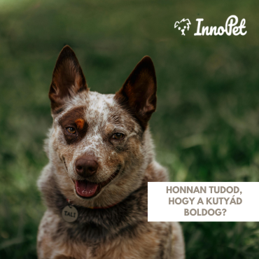 Honnan tudod, hogy a kutyád boldog?