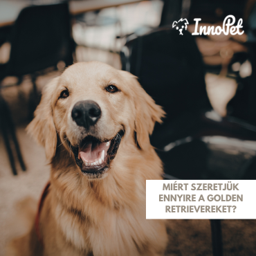 Miért szeretjük ennyire a Golden Retrievereket?