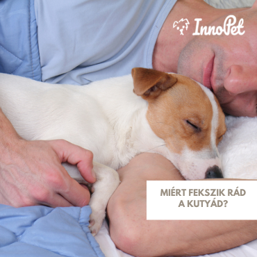 Miért fekszik rád a kutyád?