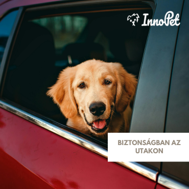 Biztonságban az utakon – így szállítsd a kutyád autóban!