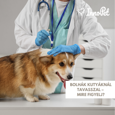 Bolhák tavasszal – mire figyelj, és hogyan védd meg kedvencedet?