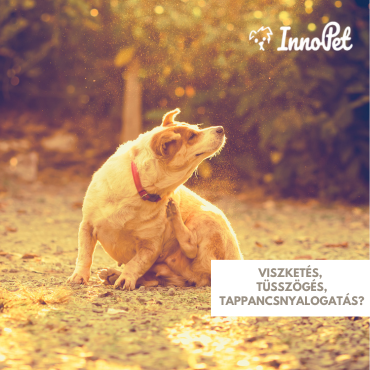 Megérkezett a tavasz… és vele együtt az allergiaszezon is – mire figyelj gazdiként?