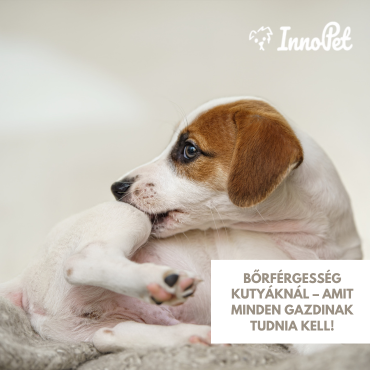 Bőrférgesség kutyáknál – Amit minden gazdinak tudnia kell!