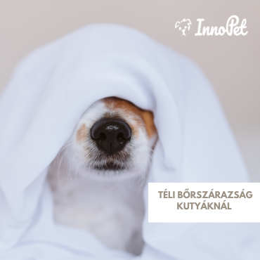 Téli bőrszárazság kutyáknál