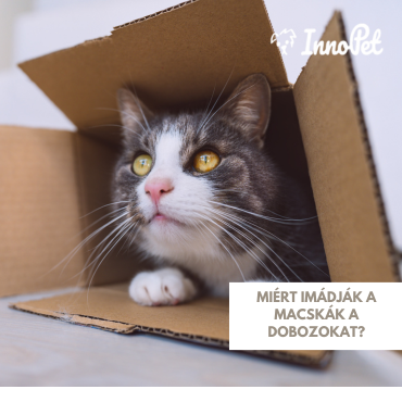 Miért imádják a macskák a dobozokat?