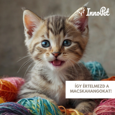 Beszélget a cicád? – Így értelmezd a macskahangokat!