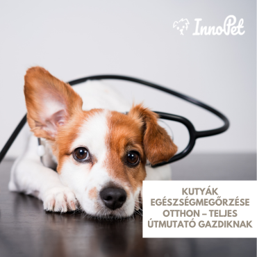 Kutyák egészségmegőrzése otthon – teljes útmutató gazdiknak