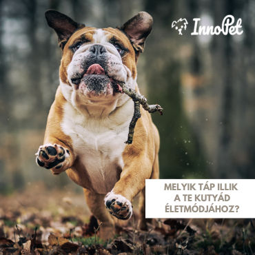 Melyik táp illik a te kutyád életmódjához?