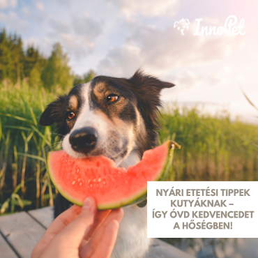 Nyári etetési tippek kutyáknak – Így óvd kedvencedet a hőségben!