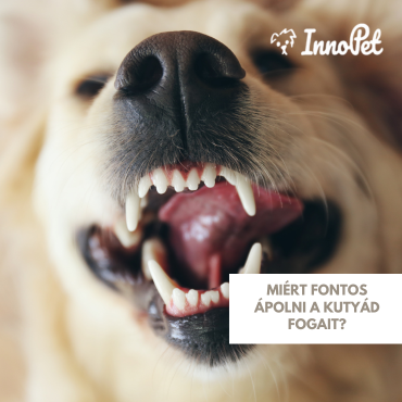  Fogápolás kutyáknak – Miért és hogyan gondoskodj róla minden nap?