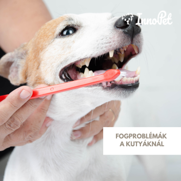 Kutyák fogápolása: miért veszélyesek a fogproblémák és hogyan előzhetők meg?