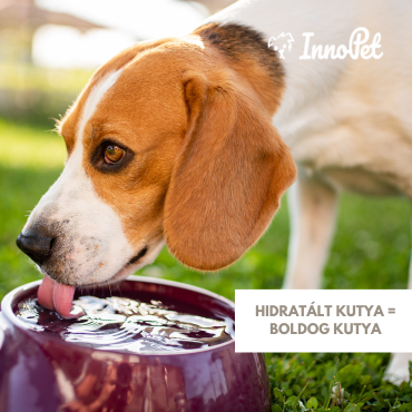 Hidratált kutya = boldog kutya a nyári hőségben!