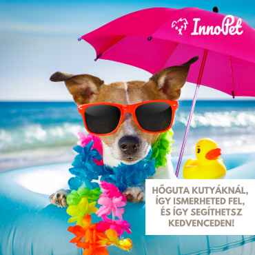 Hőguta kutyáknál – Így ismerheted fel, és így segíthetsz kedvenceden!