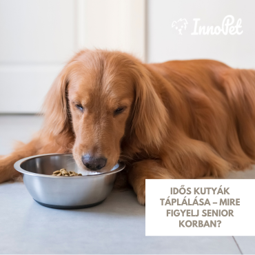 Idős kutyák táplálása – mire figyelj senior korban?