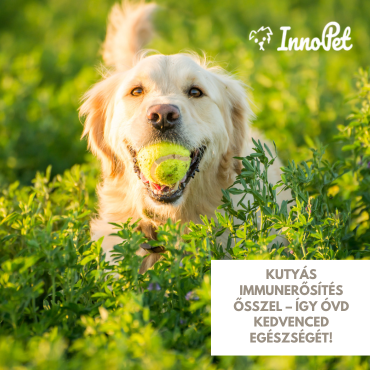 Kutyás immunerősítés ősszel – így óvd kedvenced egészségét!