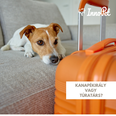 Kanapékirály vagy túratárs? – Ismerd meg a kutyád valódi természetét