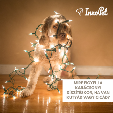 Mire figyelj a karácsonyi díszítéskor, ha van kutyád vagy cicád?
