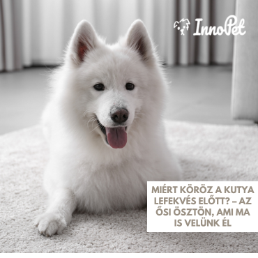 Miért köröz a kutya lefekvés előtt? – Az ősi ösztön, ami ma is velünk él