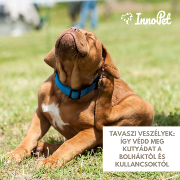 Tavaszi veszélyek: így védd meg kutyádat a bolháktól és kullancsoktól