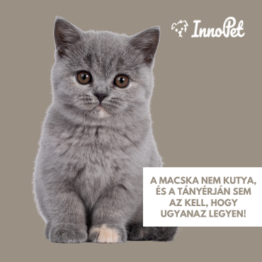A macska nem kutya – és a tányérján sem az kell, hogy ugyanaz legyen!