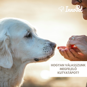 Hogyan válasszunk megfelelő kutyatápot?