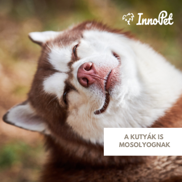 A kutyák is mosolyognak