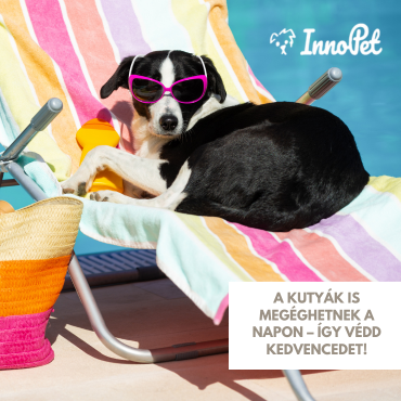 A kutyák is megéghetnek a napon – Így védd kedvencedet!