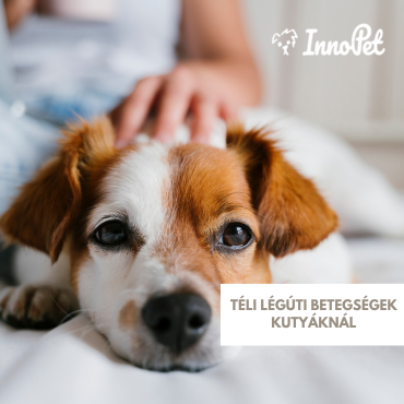 Téli légúti betegségek kutyáknál – nem csak a hideg a hibás!