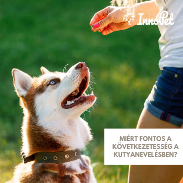 Miért fontos a következetesség a kutyanevelésben?