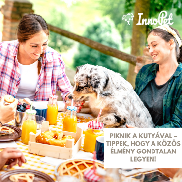 Piknik a kutyával – Tippek, hogy a közös élmény gondtalan legyen!