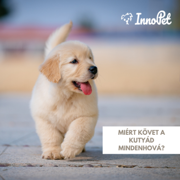 Miért követ a kutyád mindenhová?