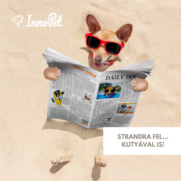 Strandra fel… kutyával is!