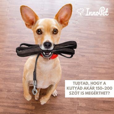 Tudtad, hogy egy átlagos kutya akár 150–200 szót is megérthet?
