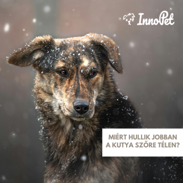 Miért hullik jobban a kutya szőre télen? – A téli bundaváltás valódi magyarázata