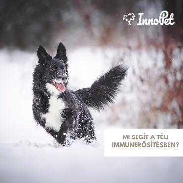 Mi segít a téli immunerősítésben?