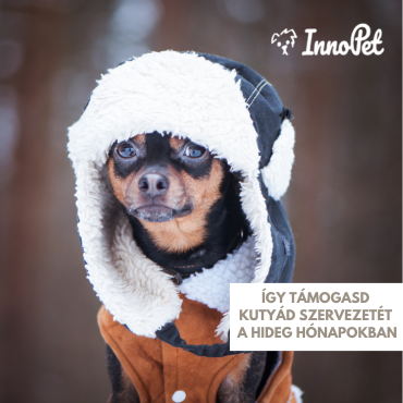 Így támogasd kutyád szervezetét a hideg hónapokban!
