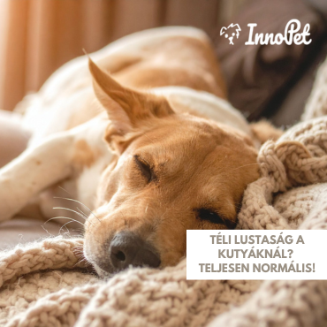 Téli lustaság a kutyáknál? Teljesen normális!