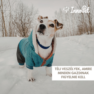 Téli veszélyek, amire minden gazdinak figyelnie kell