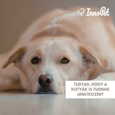 Tudtad, hogy a kutyák is tudnak unatkozni?