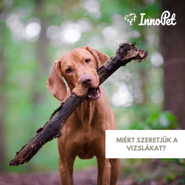 Miért szeretjük a vizslákat? – Ismerd meg közelebbről ezt a gyönyörű kutyát!
